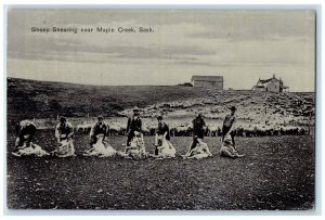 c1910's Sheep Sharing Near Maple Creek Saskatchewan Canada Antique Postcard