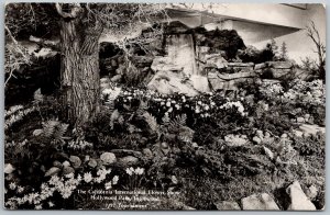 Inglewood California 1952 RPPC Real Photo Postcard Hollywood Park Flower Inside