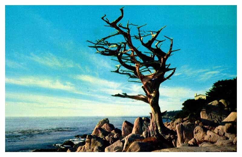 Postcard NATURE SCENE Monterey Peninsula California CA AU1572