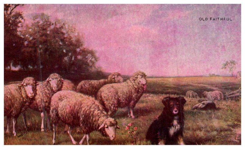 Dog ,  Sheep dog , Old faitful