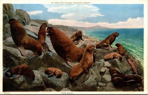 Fur Seal Seals Rocky Shoreline Postcard WB VTG UNP Vintage Unused Milwaukee WI 