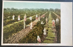 Mint USA Picture Postcard Picking Raisin Grapes Fresno CA