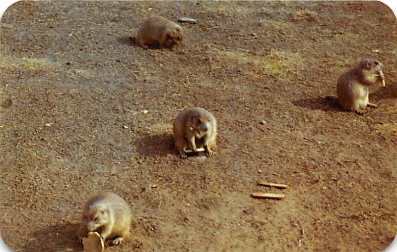Prairie Dogs Devils Tower National Monument, Wyoming, USA Unused
