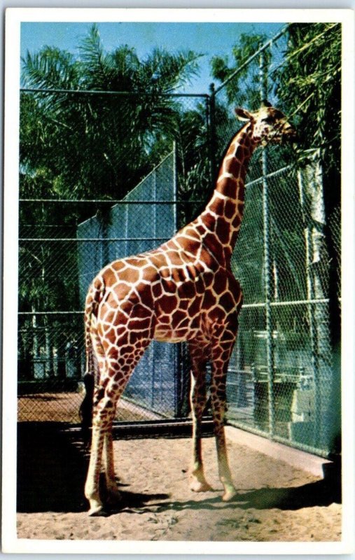 M-61571 Reticulated Giraffe Africa San Diego Zoo San Diego California