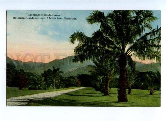 172183 GREETINGS from JAMAICA Botanical Gardens Hope Vintage