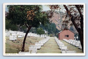 Apiary Beekeeping California CA UNP WB Postcard P13