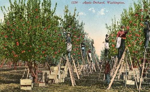 WA - Apple Orchard