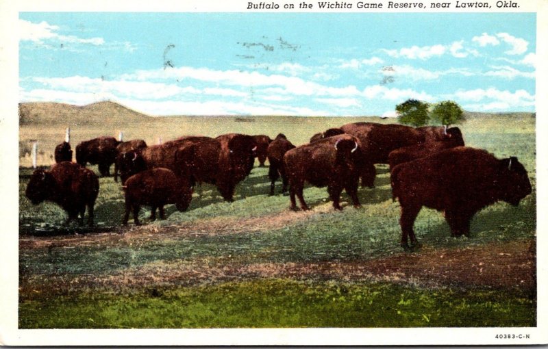 Oklahoma Buffalo On The Wichita Game Reserve Near Lawton 1956 Curteich