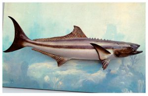 Cobia