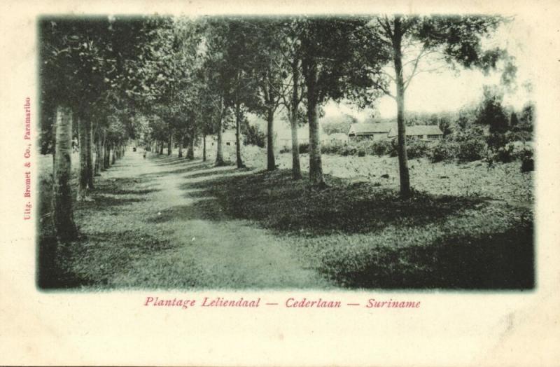 suriname, Plantation Leliendaal, Cederlaan (1899)