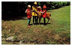 Postcard ANIMAL SCENE Cherokee North Carolina NC AP0595