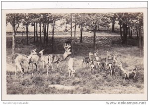 New York Catskill Deer At Catskill Game Farm Photo