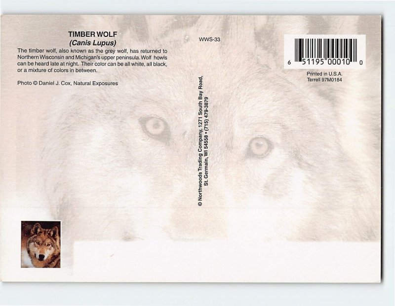 Postcard Timber Wolf, Stevens Point, Wisconsin