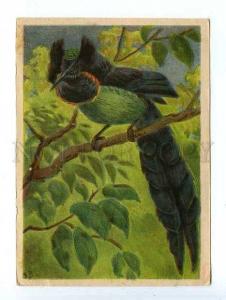 128131 Magpie of Paradise Australia by VATAGIN Vintage Rus PC