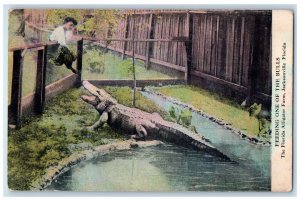 c1940's The Florida Alligator Farm Jacksonville Florida FL Unposted Postcard