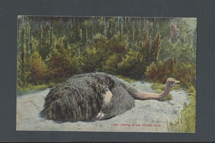Post Card Animals Ostrich Sitting Down