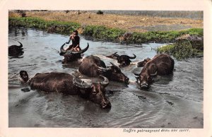 Vietnam Man with Water Buffalos Tinted Real Photo Vintage Postcard AA40037