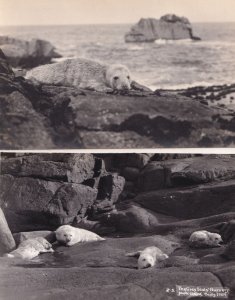Grey Seals Nursery at Scilly Isles 2x Old Real Photo Postcard s