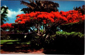 Postcard GARDEN SCENE Honolulu Hawaii HI AK1497