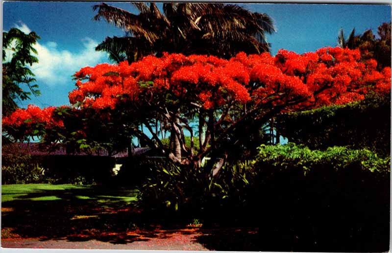 Postcard GARDEN SCENE Honolulu Hawaii HI AK1497