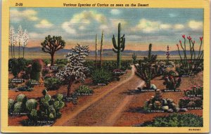 Various Species of Cactus as seen on the Desert California Linen Postcard C090