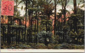 Australia Tree Ferns Fernshaw Victoria Vintage Postcard C058