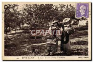 Old Postcard Collection Cote d & # 39Azur local costumes Field mimosas