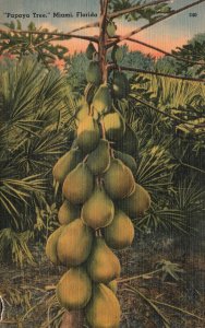 1943 The Papaya Tree Medicinal Plant Fruit Miami Florida Fla. Vintage Postcard