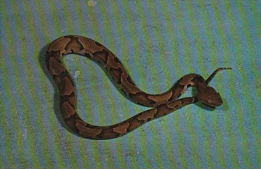 Copperhead Snake