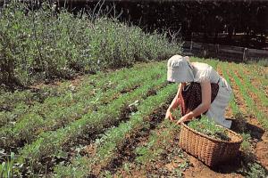 Kitchen Garden - 