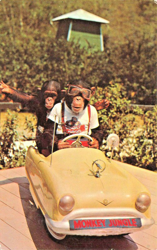 Miami FL Performing Chimpanzees Monkey Jungle Driving Car Postcard