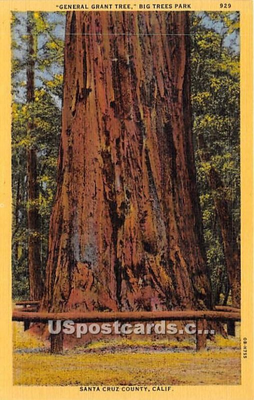 General Grant Tree, Big Trees Park - Santa Cruz County, CA