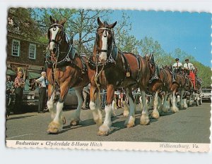 Postcard Budweiser Clydesdale 8 Horse Hitch Williamsburg Virginia USA