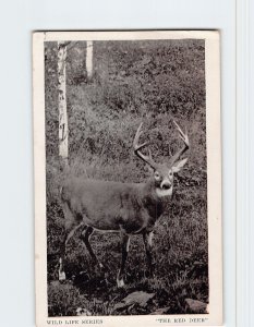 Postcard Wild Life Series The Red Deer