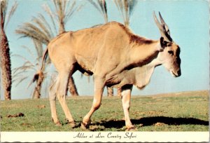 Addax at Lion Country Safari, Irvine CA Vintage Postcard Z24