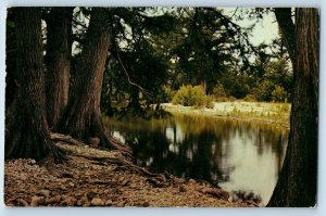 c1950 Majestic Cypress Trees Flows Frio River In The Hill Central Texas Postcard
