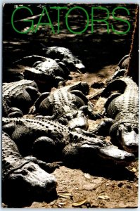 Postcard - Gators - Florida