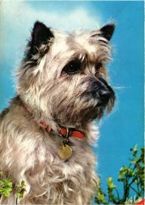CPM Cairn terrier CHIEN (717228)