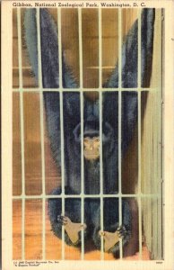 Washington D C National Zoological Park Gibbon 1958