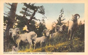 Big Horn Mountain Sheep Banff National Park Alberta Canada postcard