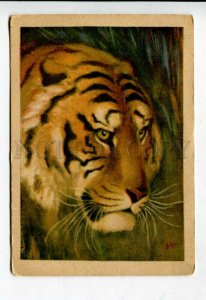 429159 USSR VATAGIN ZOO series tiger Vintage GIZ postcard