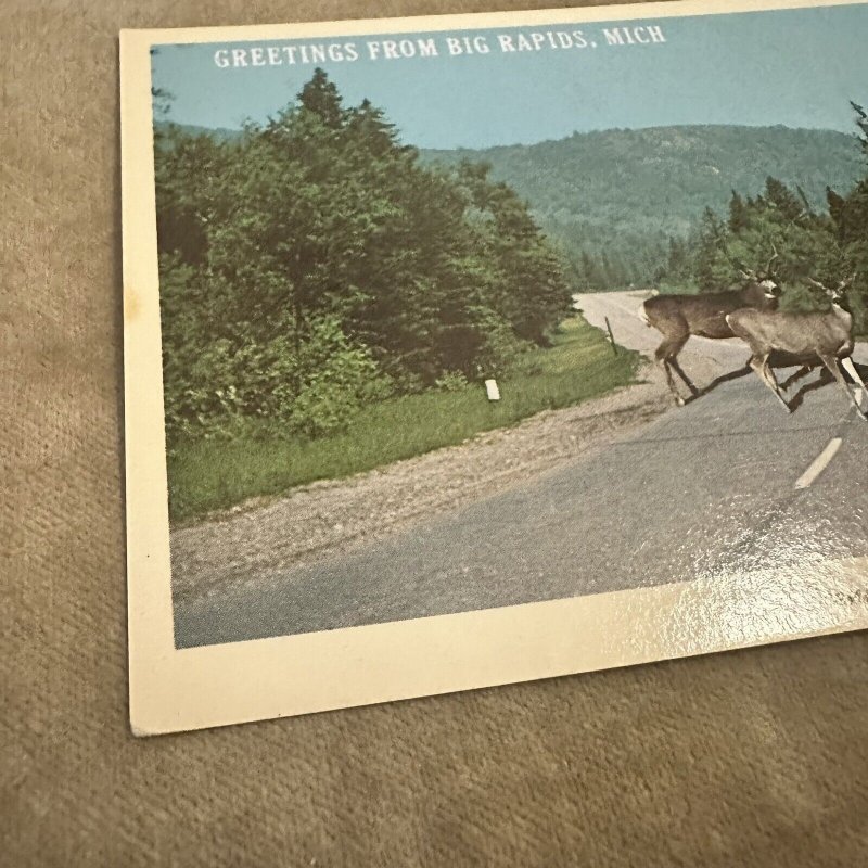 Greetings Grand Rapids MI Michigan POSTCARD Deer Roadway