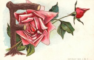 Portrait of Beautiful Flowers Red Roses Letter F Branch Vintage Postcard c1910