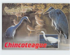 Postcard Greetings from... Chincoteague, Virginia