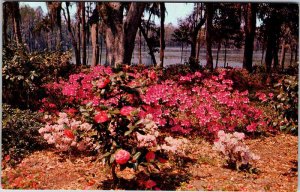 Postcard GARDEN SCENE Wilmington North Carolina NC AL6029