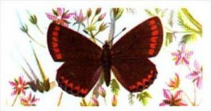 Brooke Bond Tea British Butterflies No 30 Brown Argus