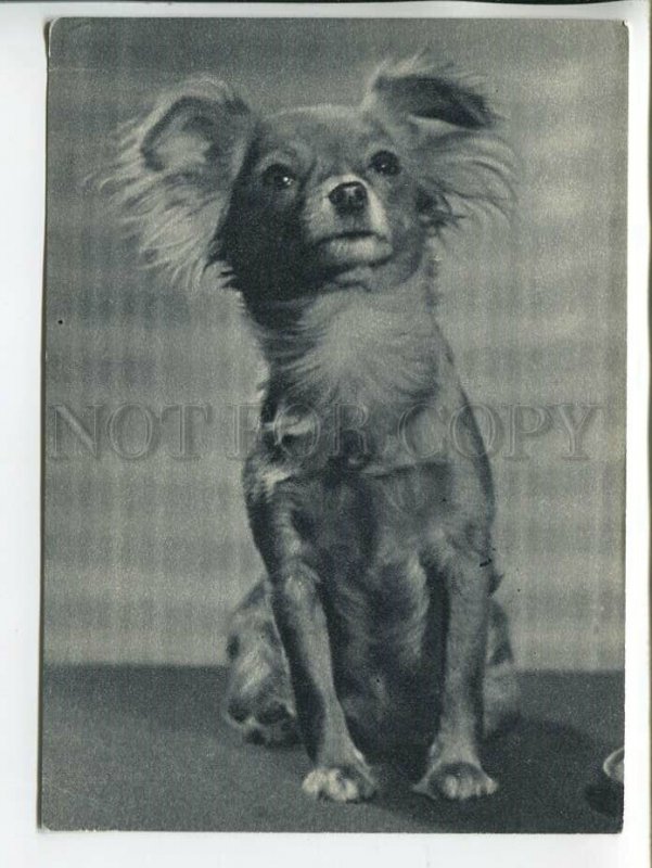 463721 USSR 1969 year Dog long-haired toy terrier postcard
