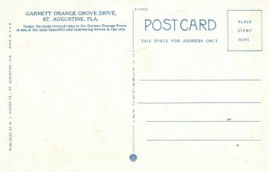 Vintage Postcard Garnett Orange Grove Drive St. Augustine Florida FL