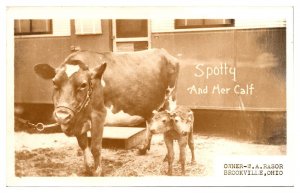 RPPC Spotty and Her Calf, Freak Show, Two Headed Cow, W.A. Rasor, Brookville, OH