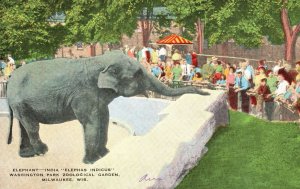 Vintage Postcard 1910's Elephant Washington Park Zoological Garden Milwaukee Wis